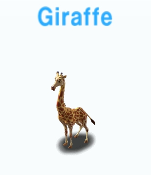 Giraffe           